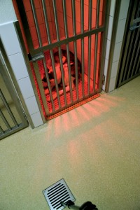 dog in kennel sleeping on flooring