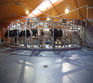Dairy farm cows move along a clean floor.