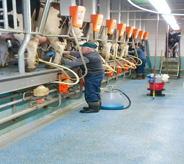 Dairy farm worker stands on floor while setting up cows to be milked.